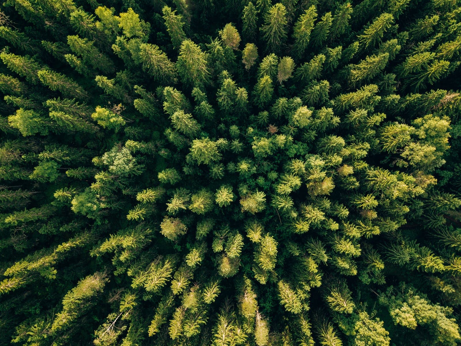 Looking straight down on a dense conifer forest canopy